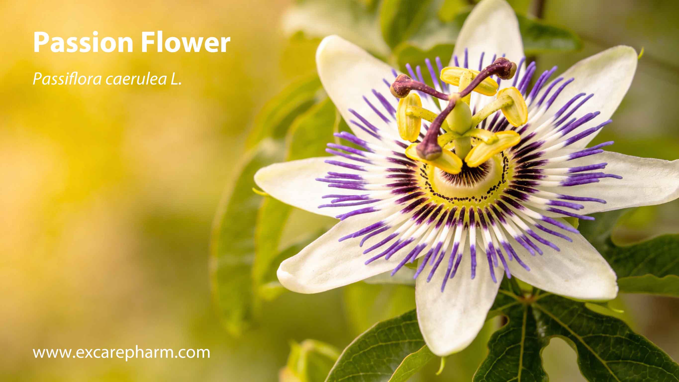 Passiflora caerulea.jpg