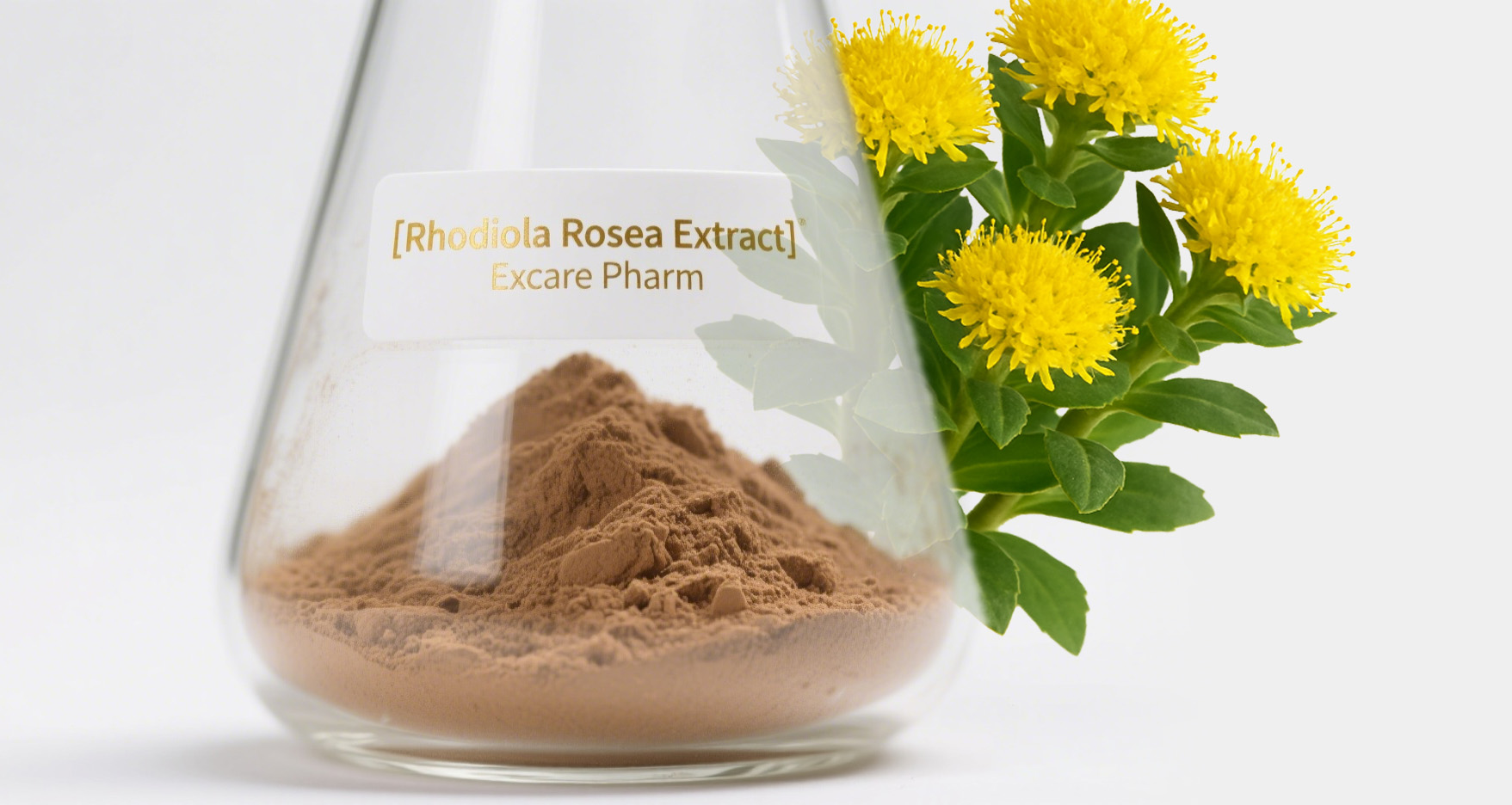 Rhodiola Rosea Extract Excare pharm.jpg