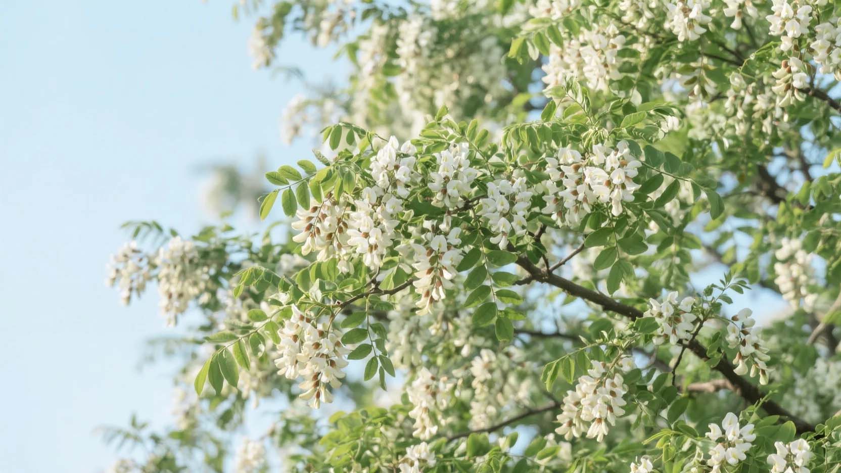 Sophora Japonica Benefits.jpg