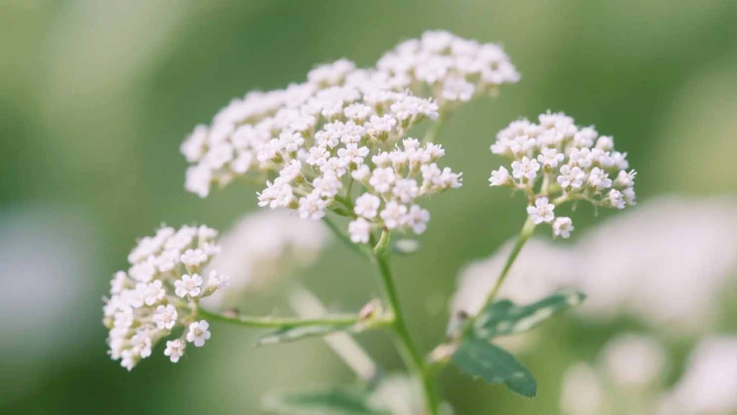 Valerian Root Extract.jpg