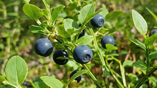 Bilberry Extract Benefits.jpg