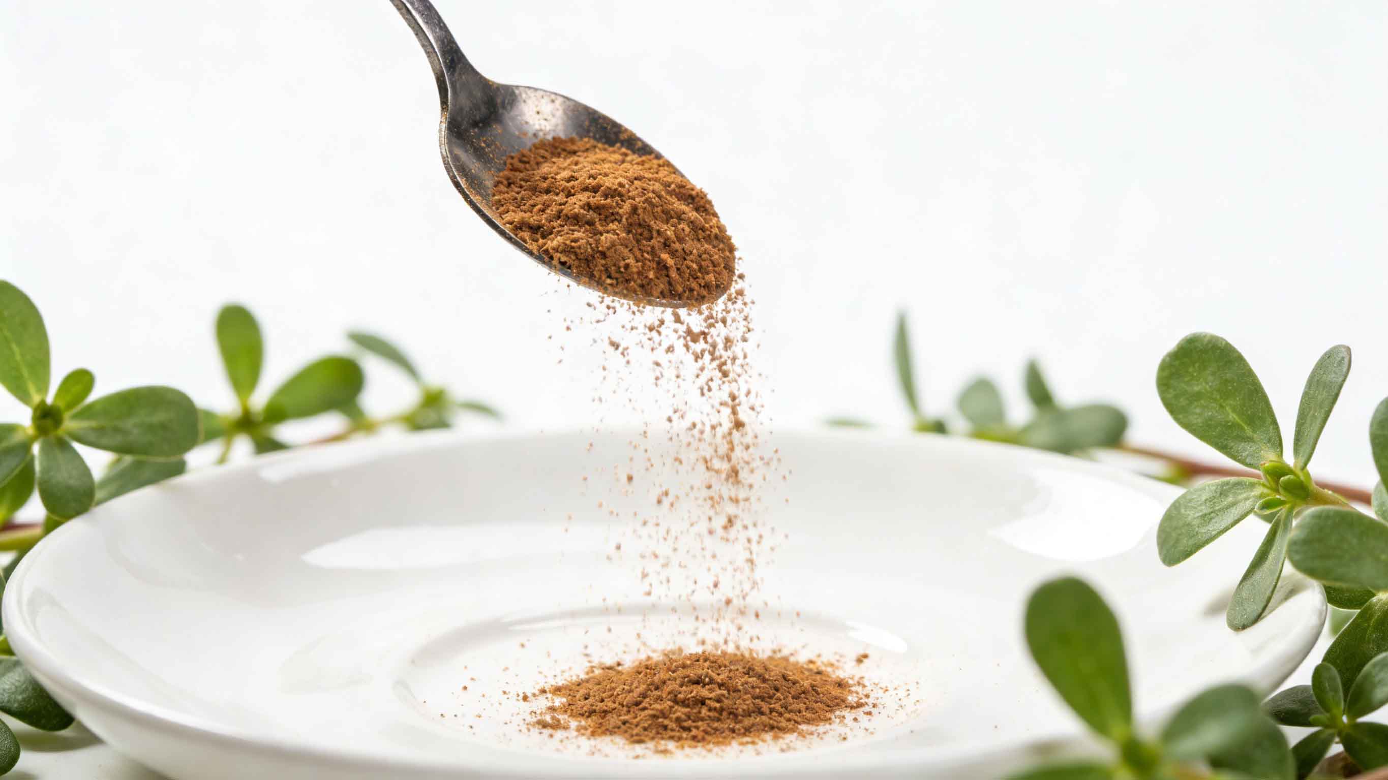 Bacopa Monnieri Extract.jpg